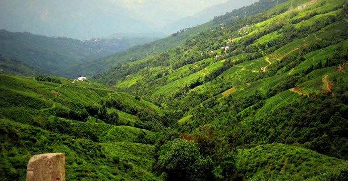 Tea plantations in Darjeeling