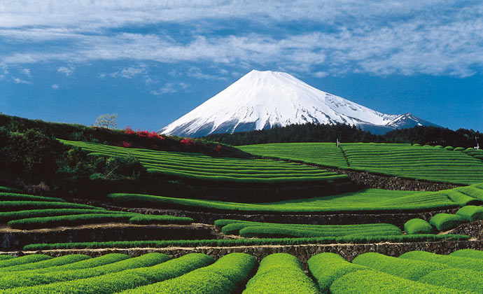 Pohled na horu Fuji přes čajovou zahradu