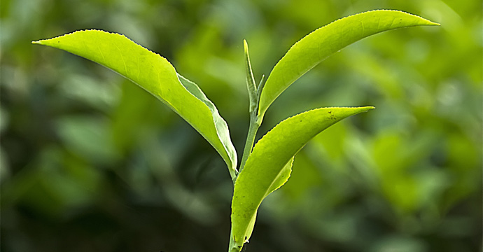 Tea is an aromatic beverage commonly prepared by pouring hot or boiling water over cured leaves of the tea plant, Camellia sinensis.[